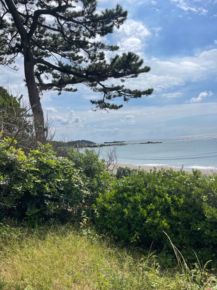 相模湾沿いの松と海